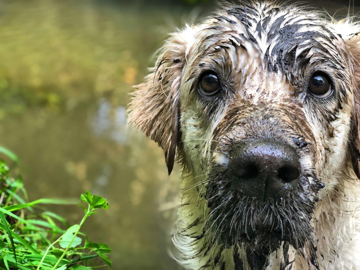 Golden retriever Dakota billede 2