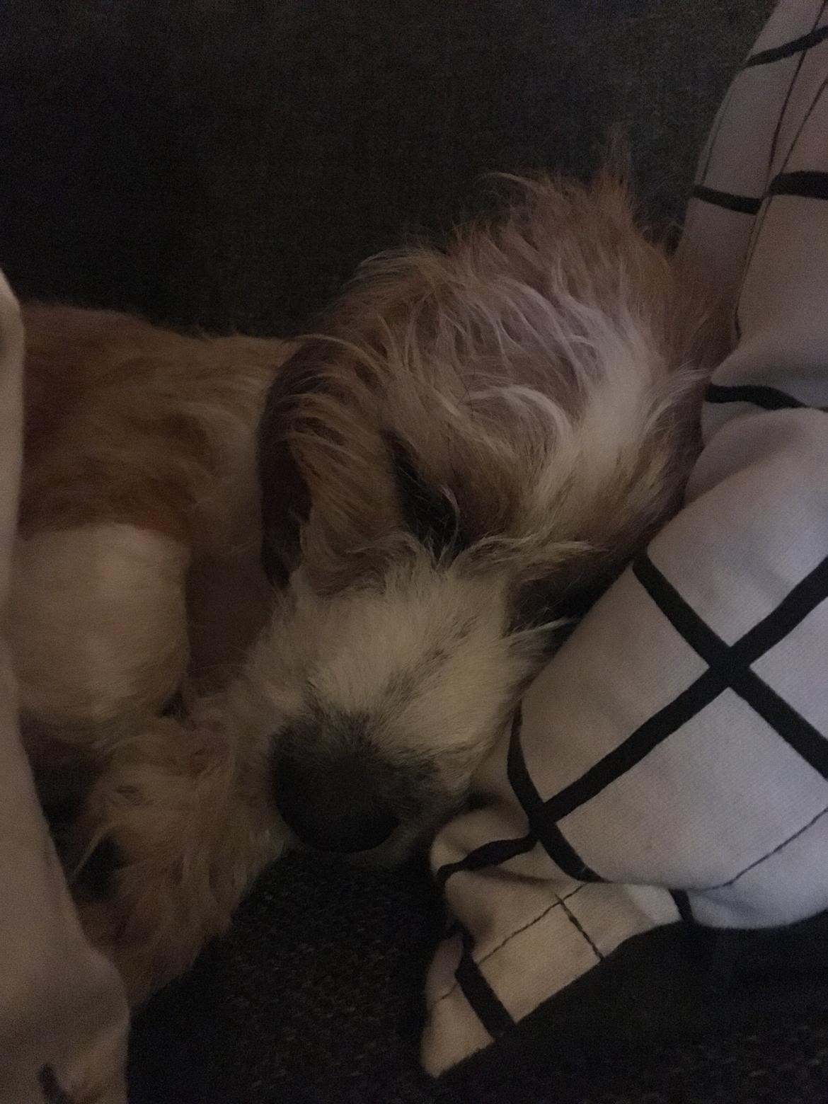 Blanding af racer Charlie billede 4