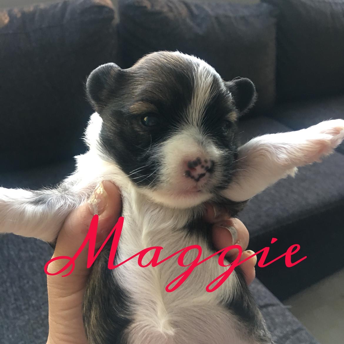 Blanding af racer Maggie - 2 uger billede 1