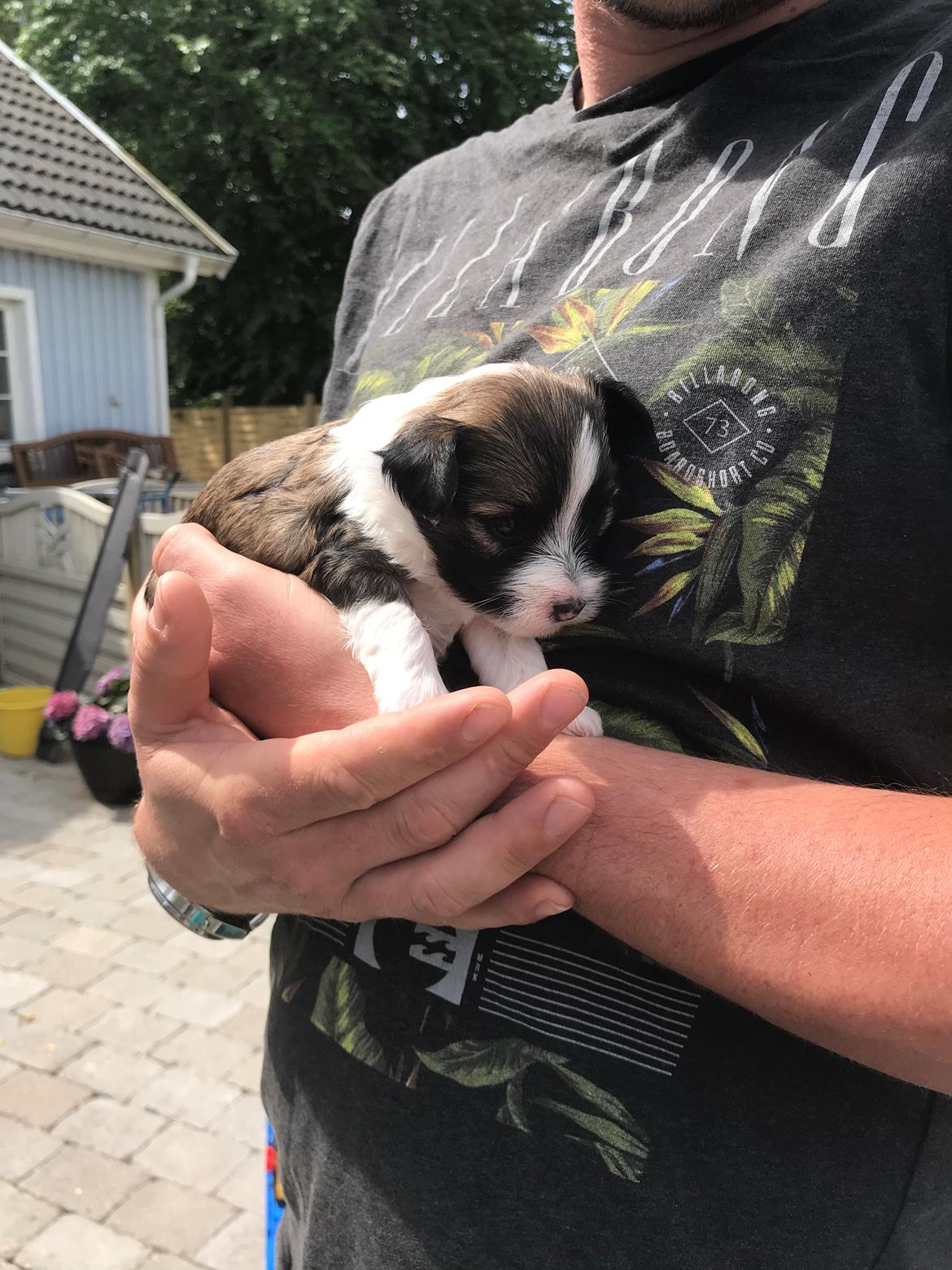 Blanding af racer Maggie - 3 uger billede 2