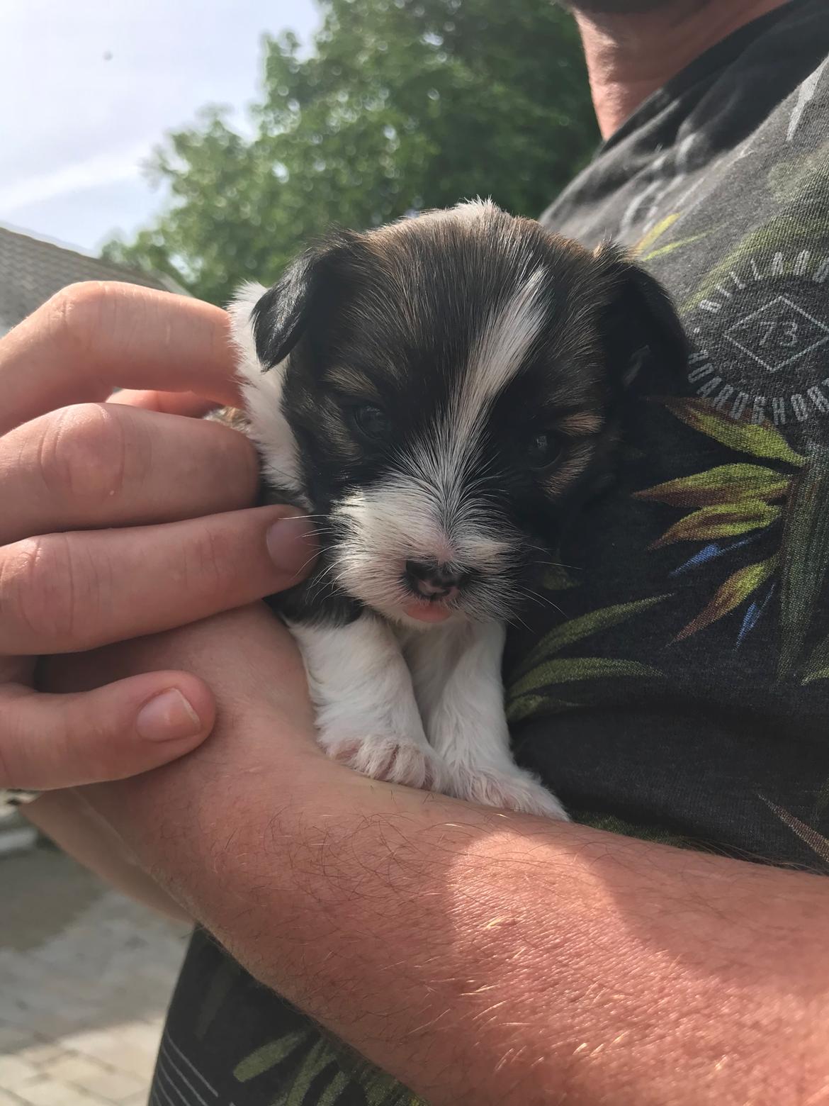 Blanding af racer Maggie - 3 uger billede 3