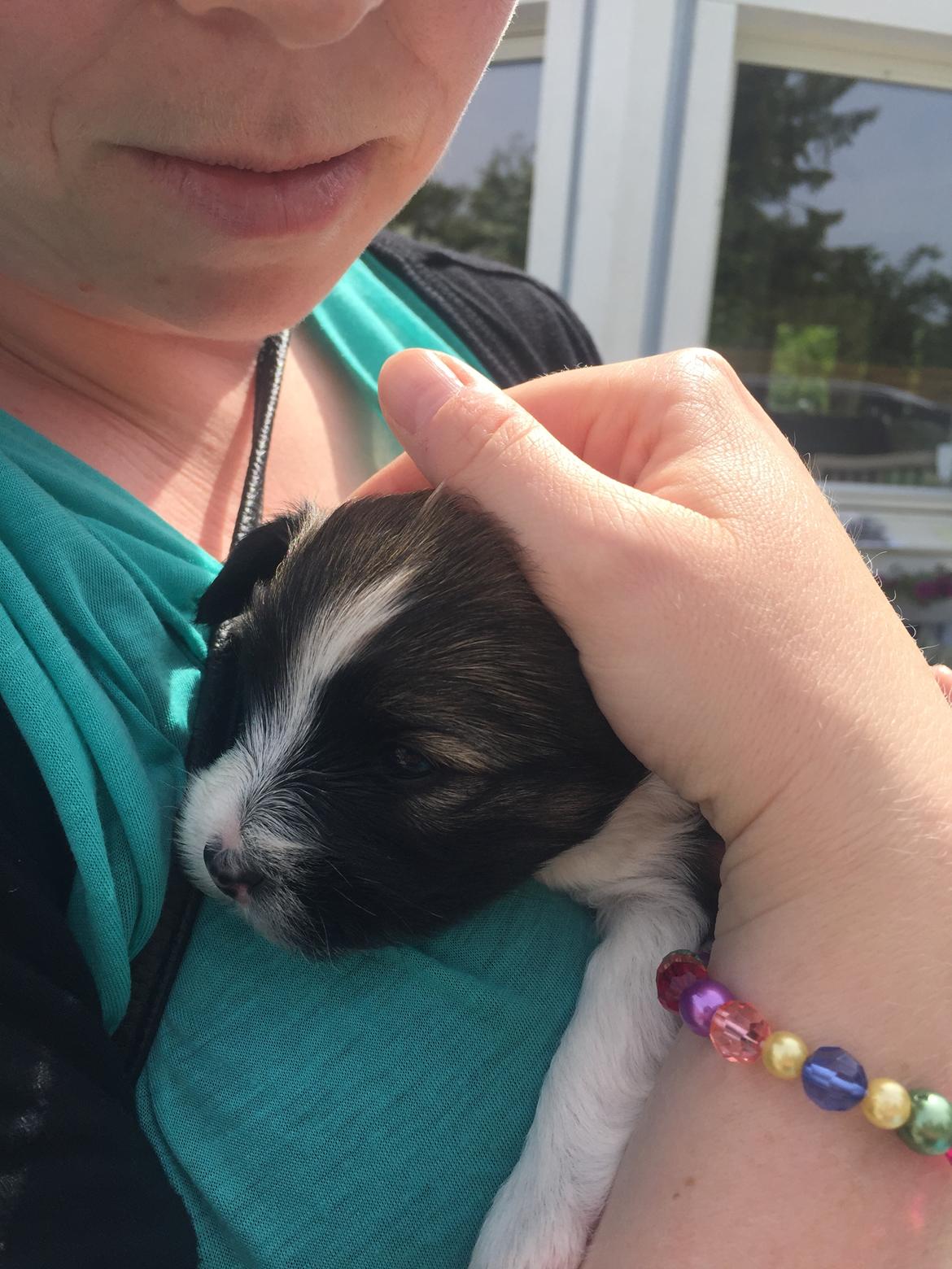 Blanding af racer Maggie billede 5