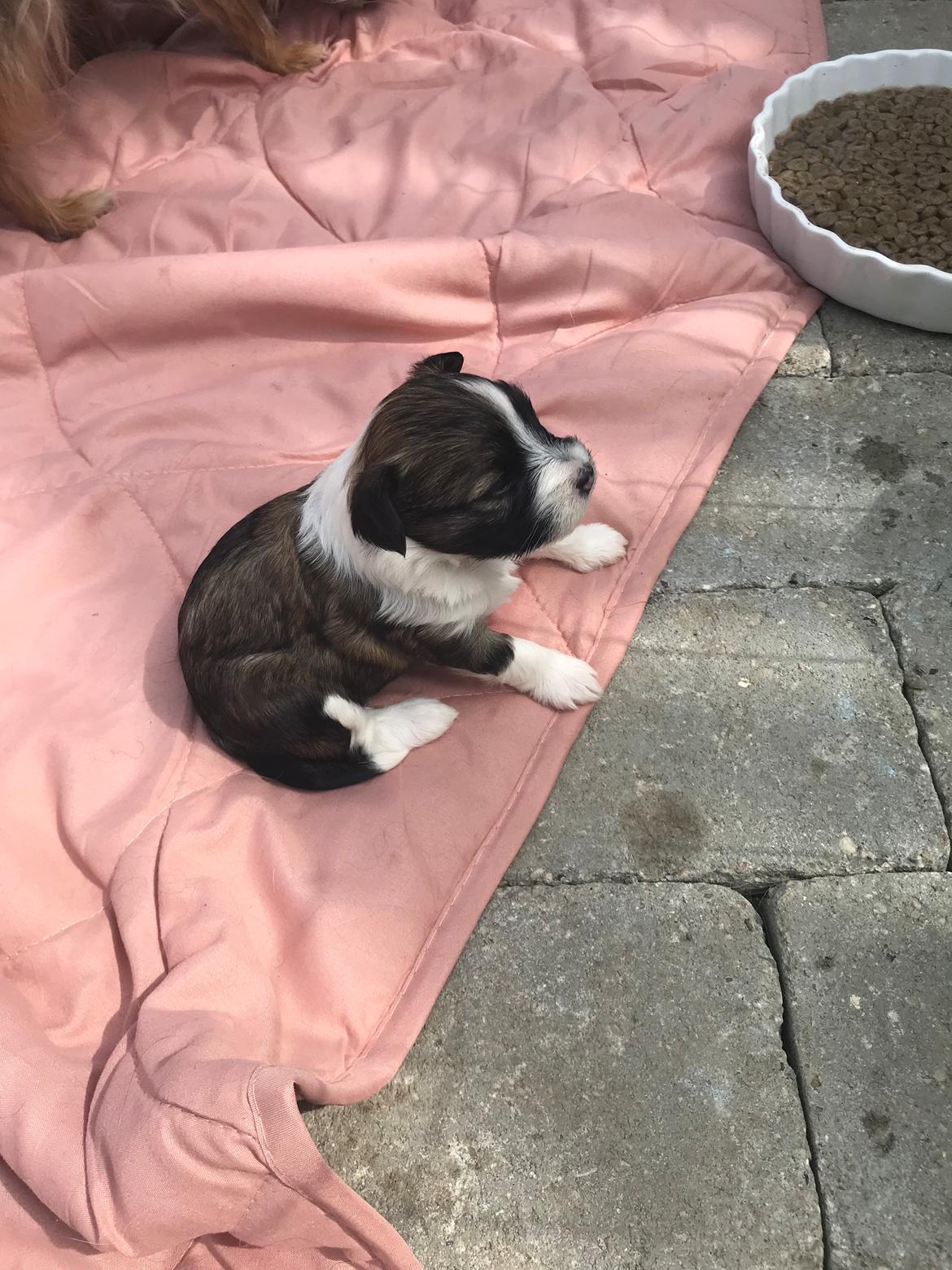 Blanding af racer Maggie - 3 uger billede 4