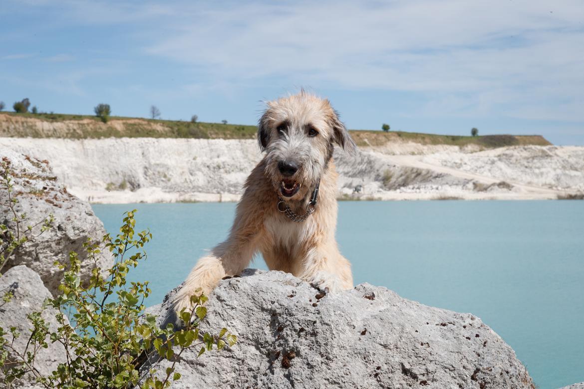 Irsk ulvehund Clonakilty av Black Glacier  aka “Marvin” R.I.P. - 6 mdr billede 6