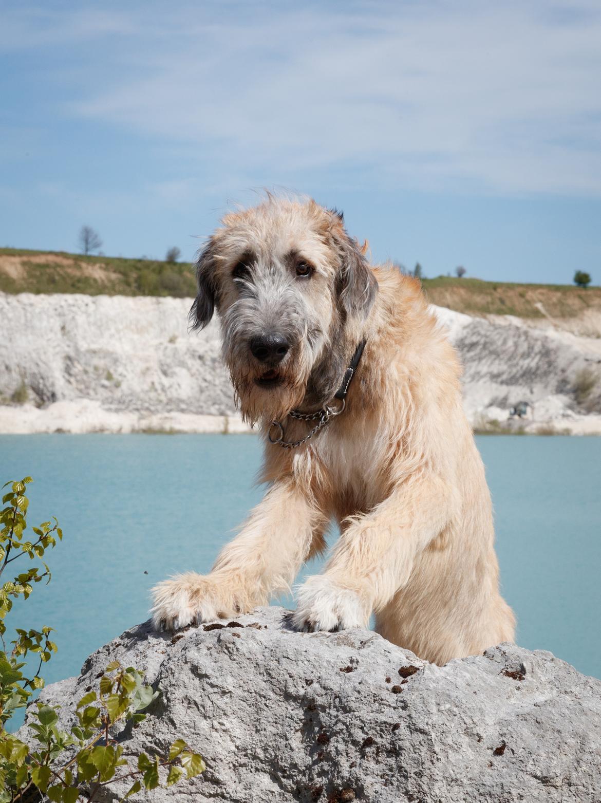 Irsk ulvehund Clonakilty av Black Glacier  aka “Marvin” R.I.P. - 6 mdr billede 5