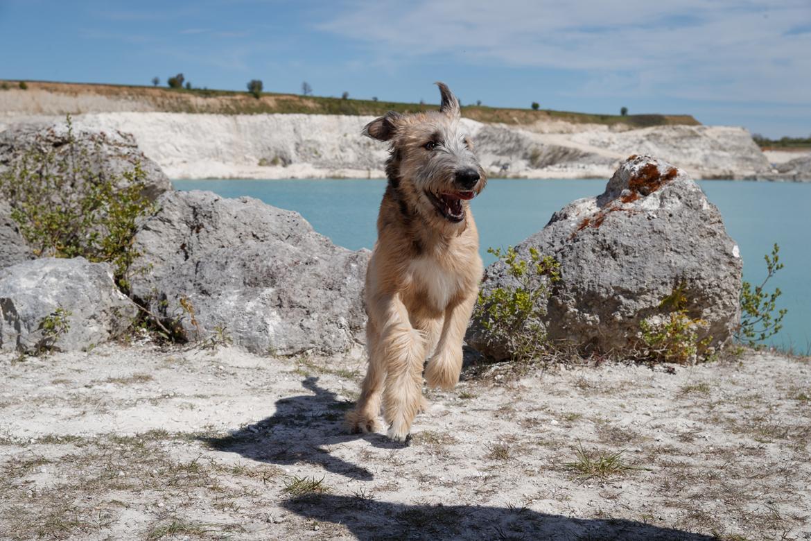 Irsk ulvehund Clonakilty av Black Glacier  aka “Marvin” R.I.P. - 6 mdr billede 8