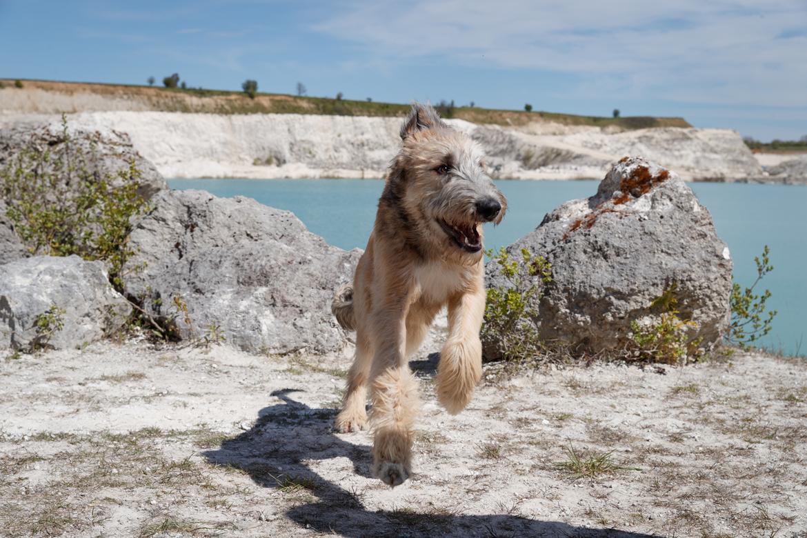 Irsk ulvehund Clonakilty av Black Glacier  aka “Marvin” R.I.P. - 6 mdr billede 9