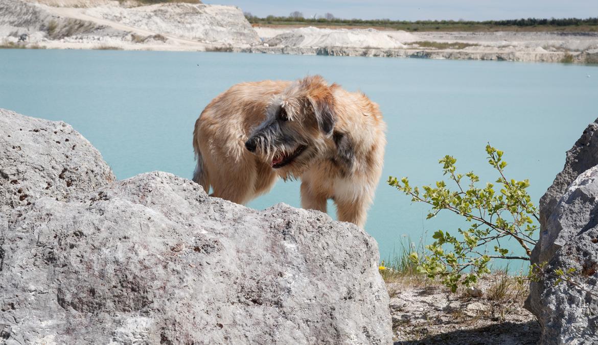Irsk ulvehund Clonakilty av Black Glacier  aka “Marvin” R.I.P. - 6 mdr billede 7