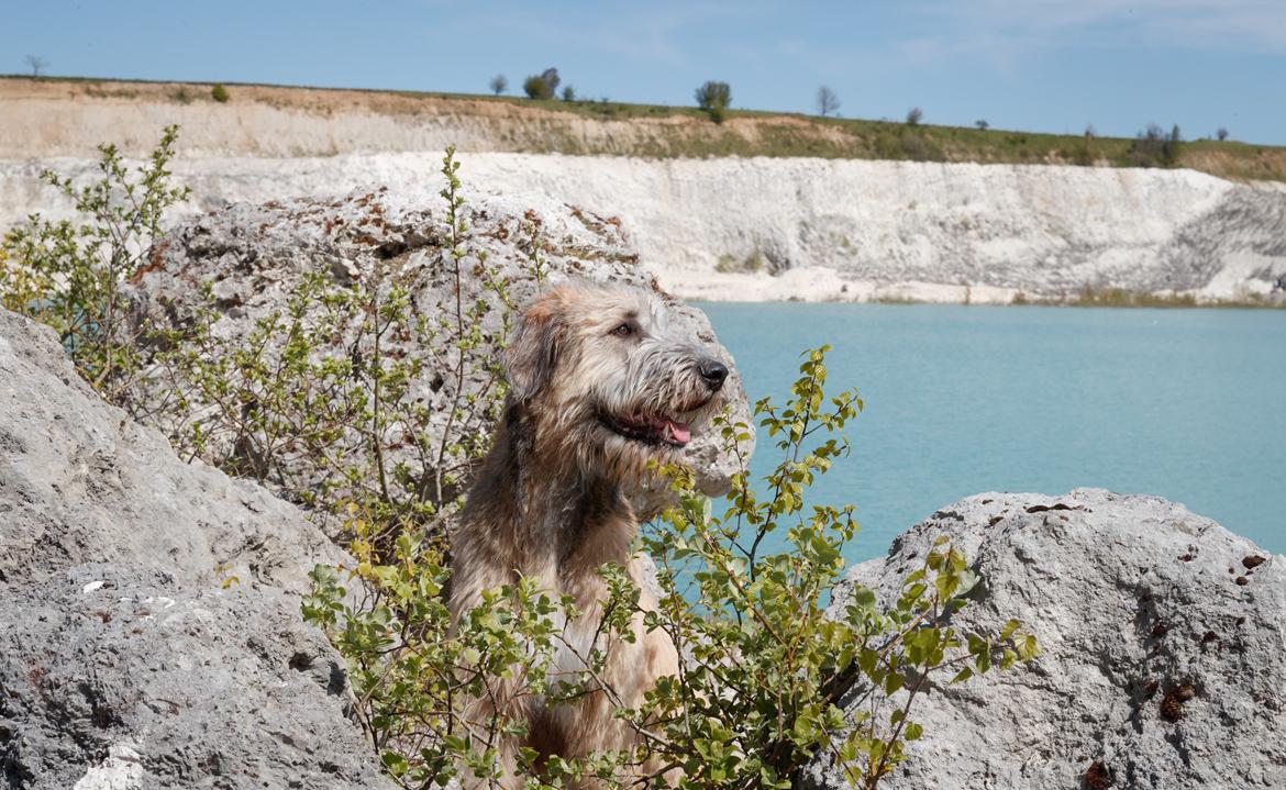 Irsk ulvehund Clonakilty av Black Glacier  aka “Marvin” R.I.P. - 6 mdr billede 10