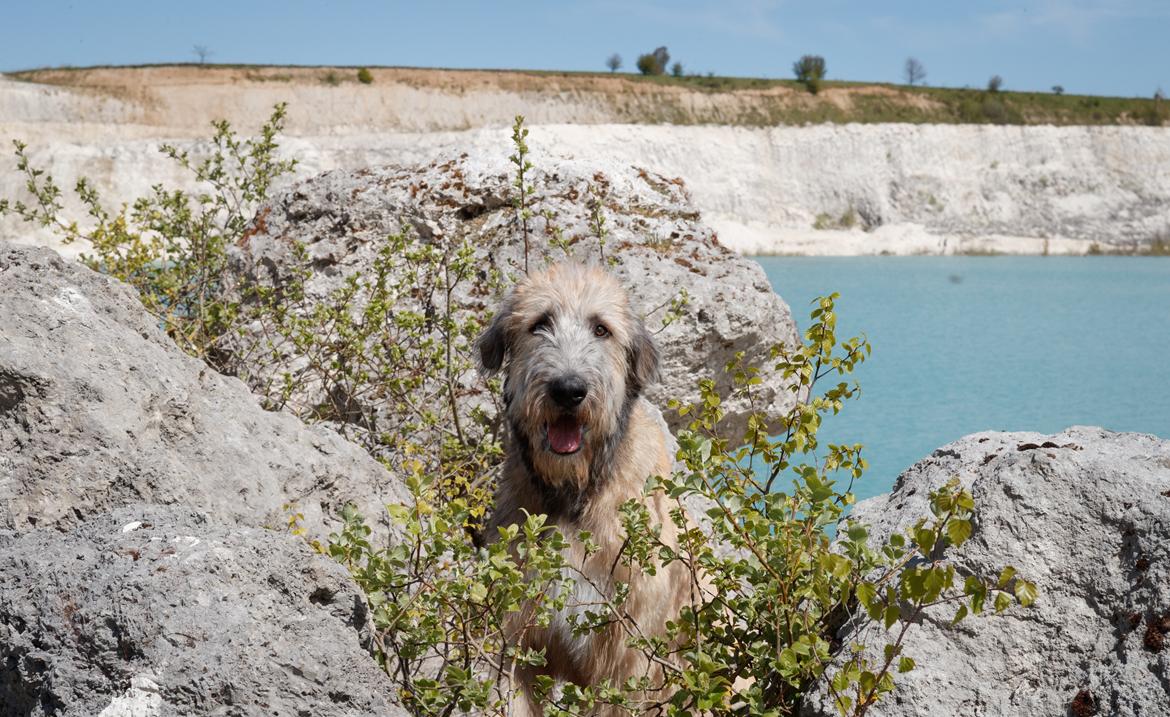 Irsk ulvehund Clonakilty av Black Glacier  aka “Marvin” R.I.P. - 6 mdr billede 12