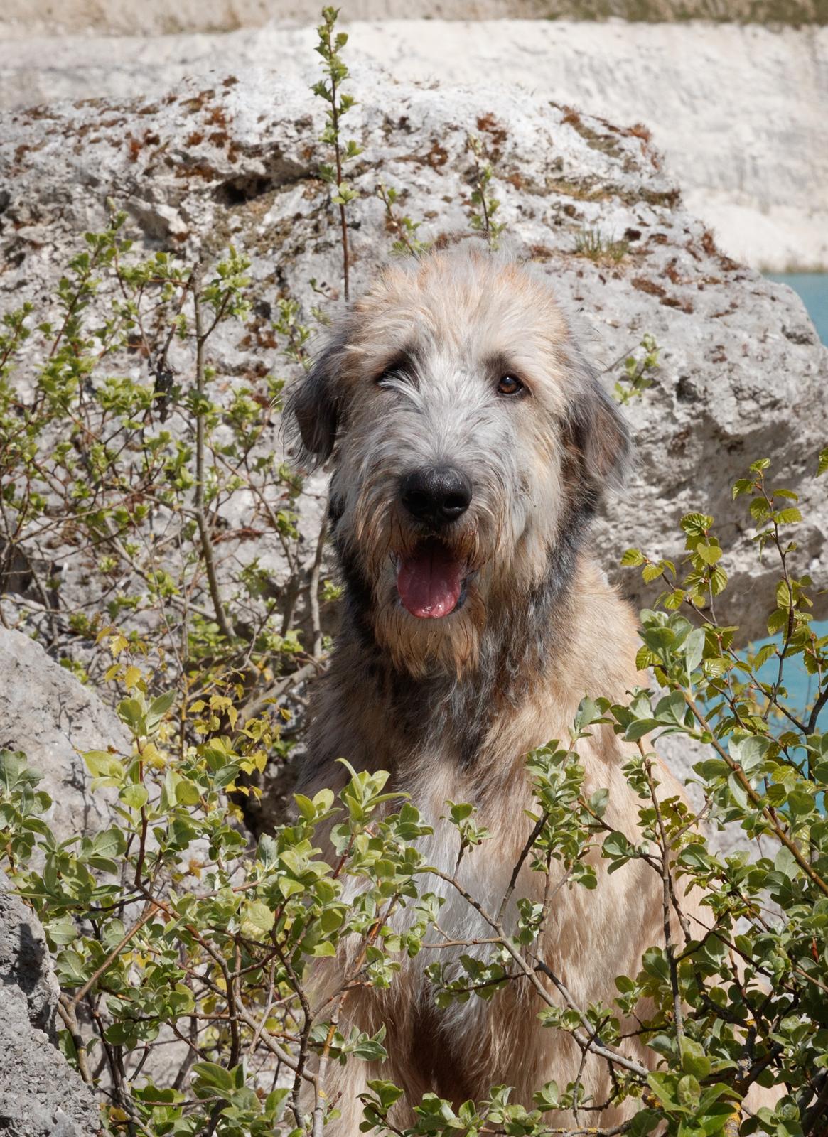 Irsk ulvehund Clonakilty av Black Glacier  aka “Marvin” R.I.P. - 6 mdr billede 11