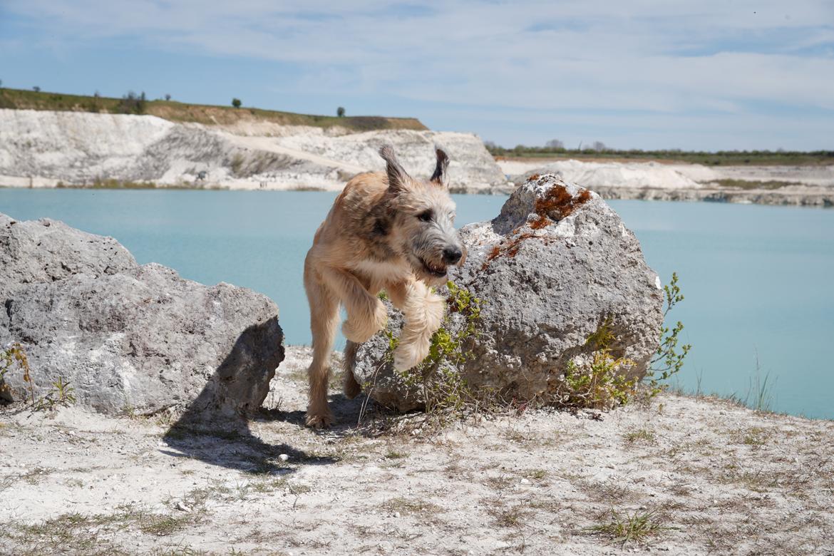 Irsk ulvehund Clonakilty av Black Glacier  aka “Marvin” R.I.P. - 6 mdr billede 13