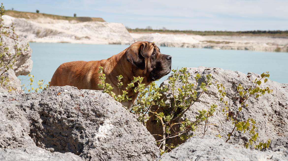 Mastiff Casa de Labranza´s Belicia "Bertha" - 7 år billede 6