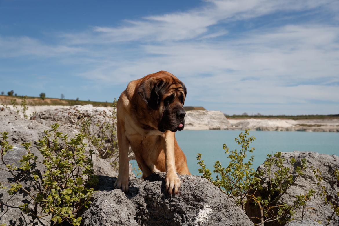 Mastiff Casa de Labranza´s Belicia "Bertha" - 7 år billede 5