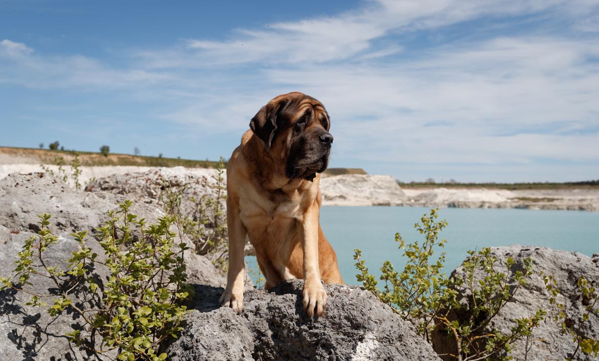 Mastiff Casa de Labranza´s Belicia "Bertha" - 7 år billede 3