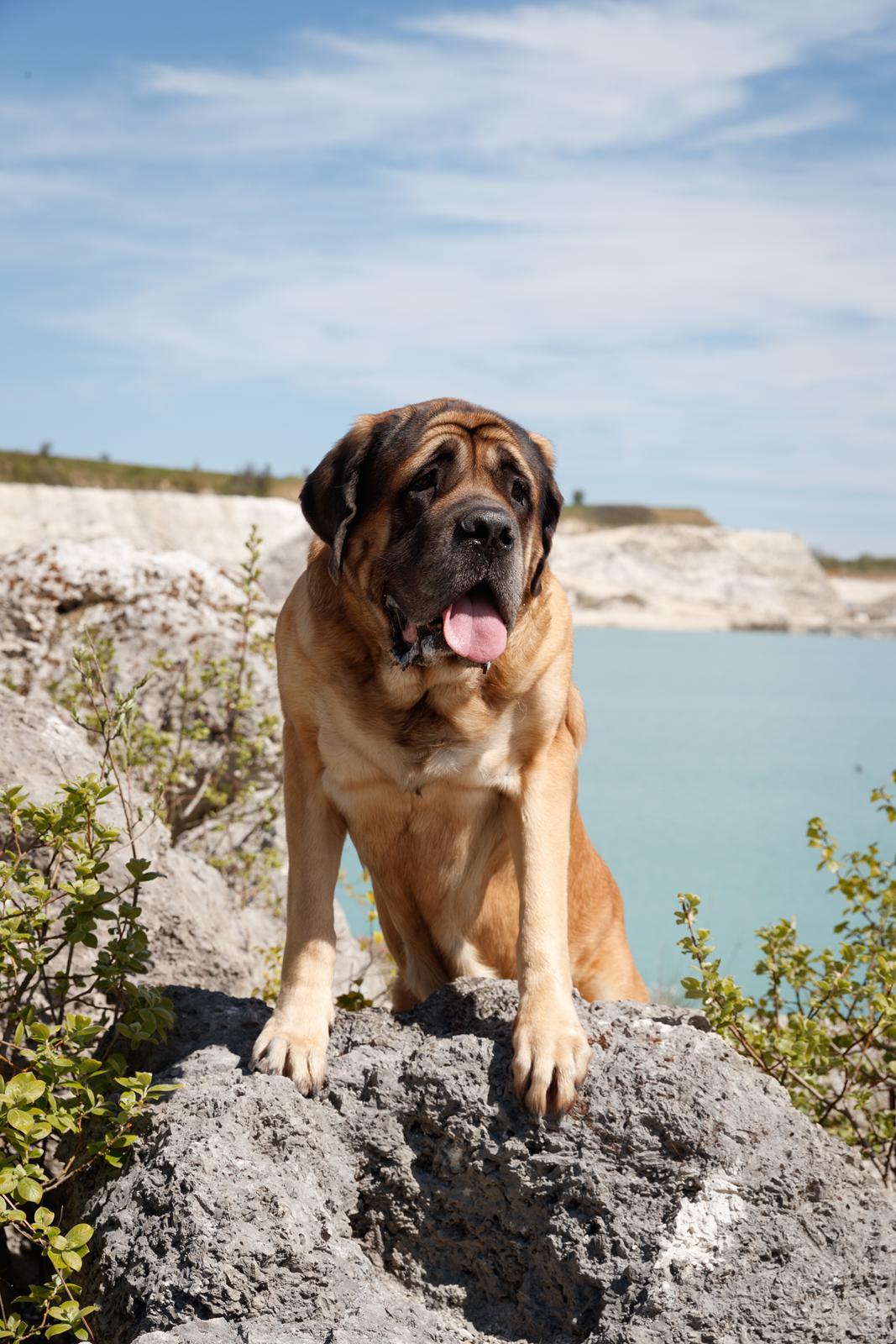 Mastiff Casa de Labranza´s Belicia "Bertha" - 7 år  billede 1