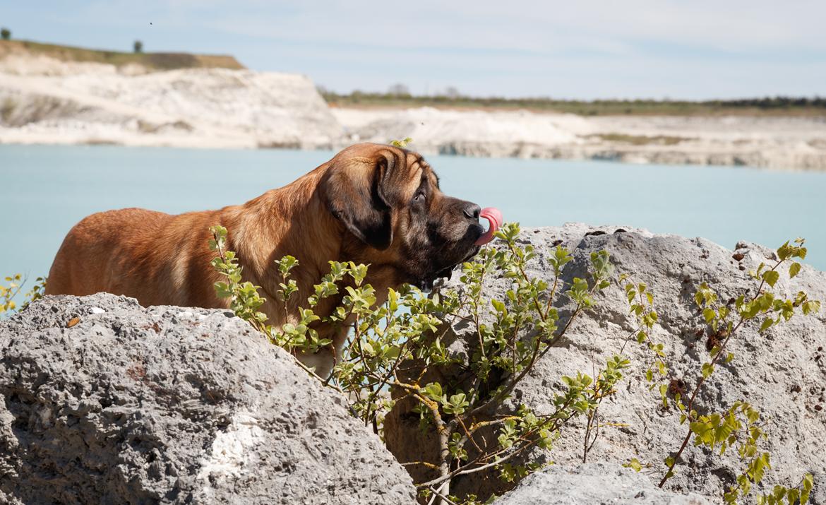 Mastiff Casa de Labranza´s Belicia "Bertha" - 7 år billede 7