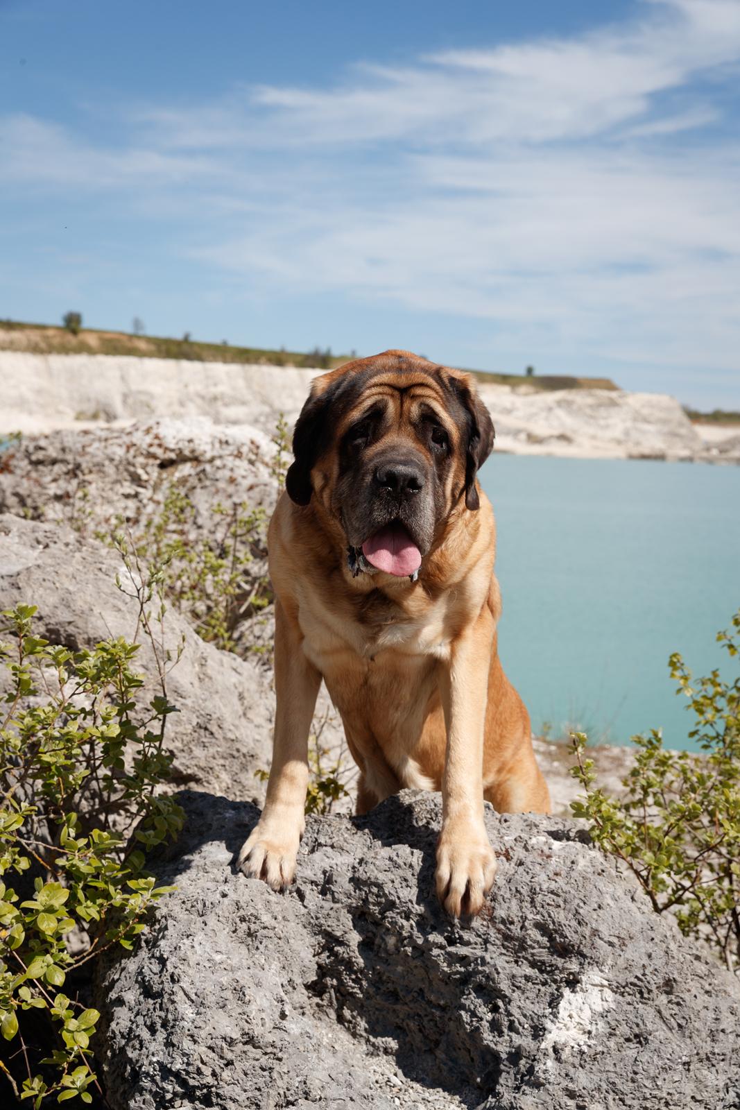 Mastiff Casa de Labranza´s Belicia "Bertha" - 7 år billede 2