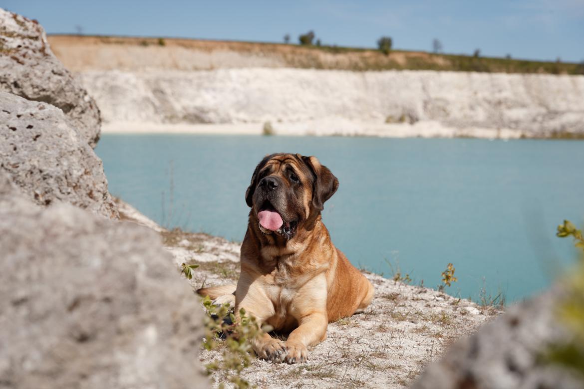 Mastiff Casa de Labranza´s Belicia "Bertha" - 7 år billede 8