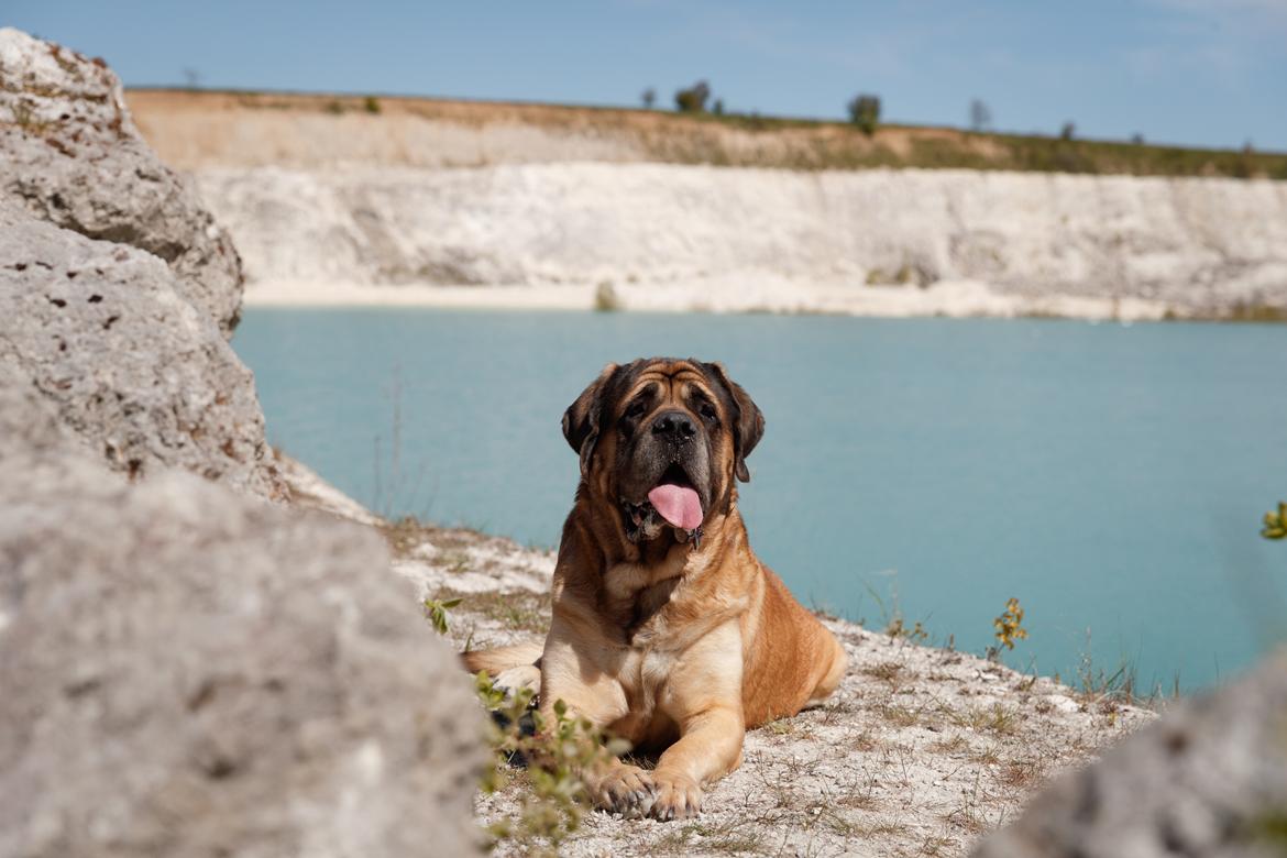Mastiff Casa de Labranza´s Belicia "Bertha" - 7 år billede 4