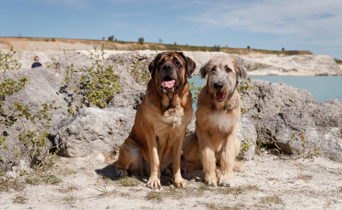 Mastiff Casa de Labranza´s Belicia "Bertha" - Bertha og Marvin <3 billede 9