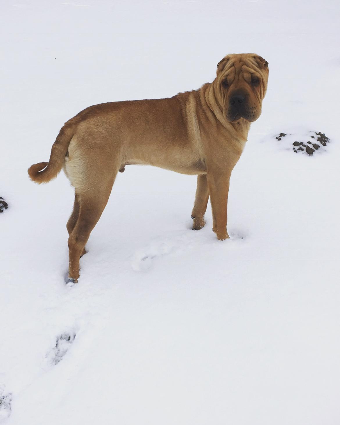 Shar pei Buller billede 15