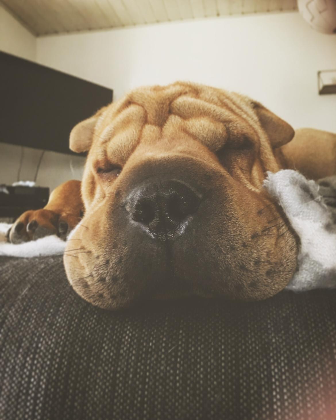 Shar pei Buller billede 17