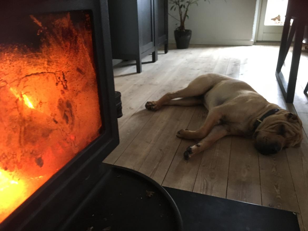 Shar pei Buller billede 18