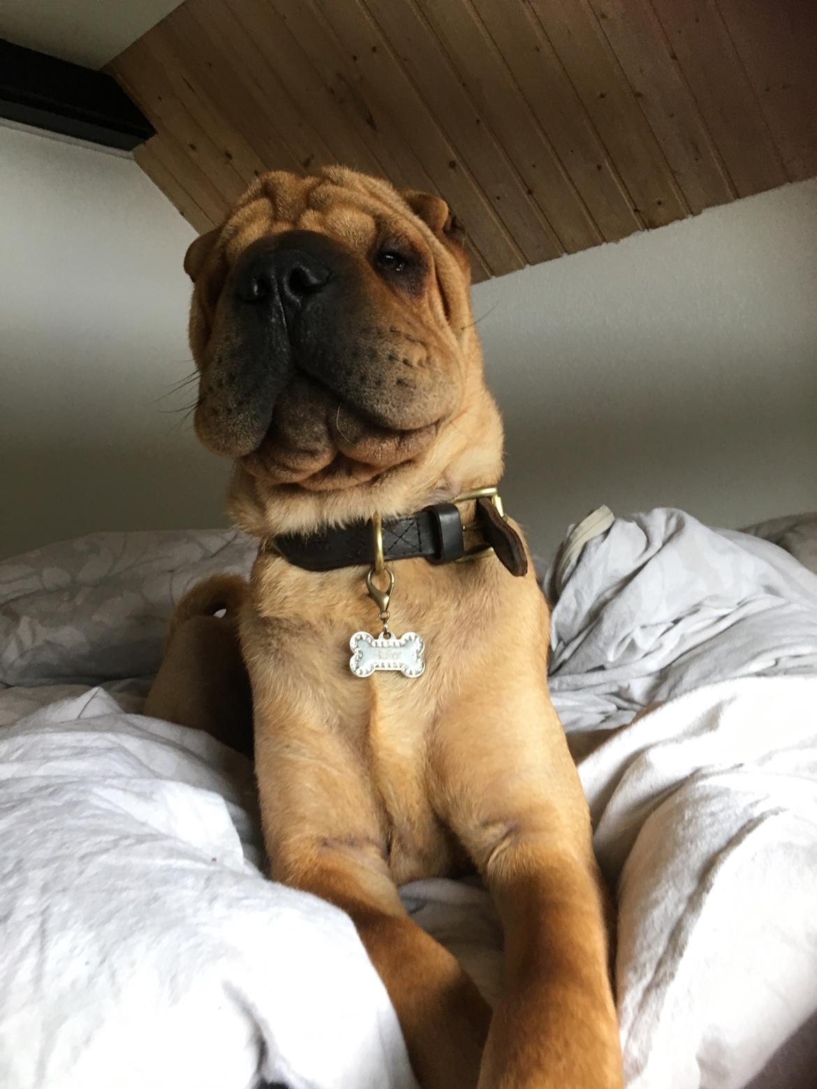 Shar pei Buller billede 16