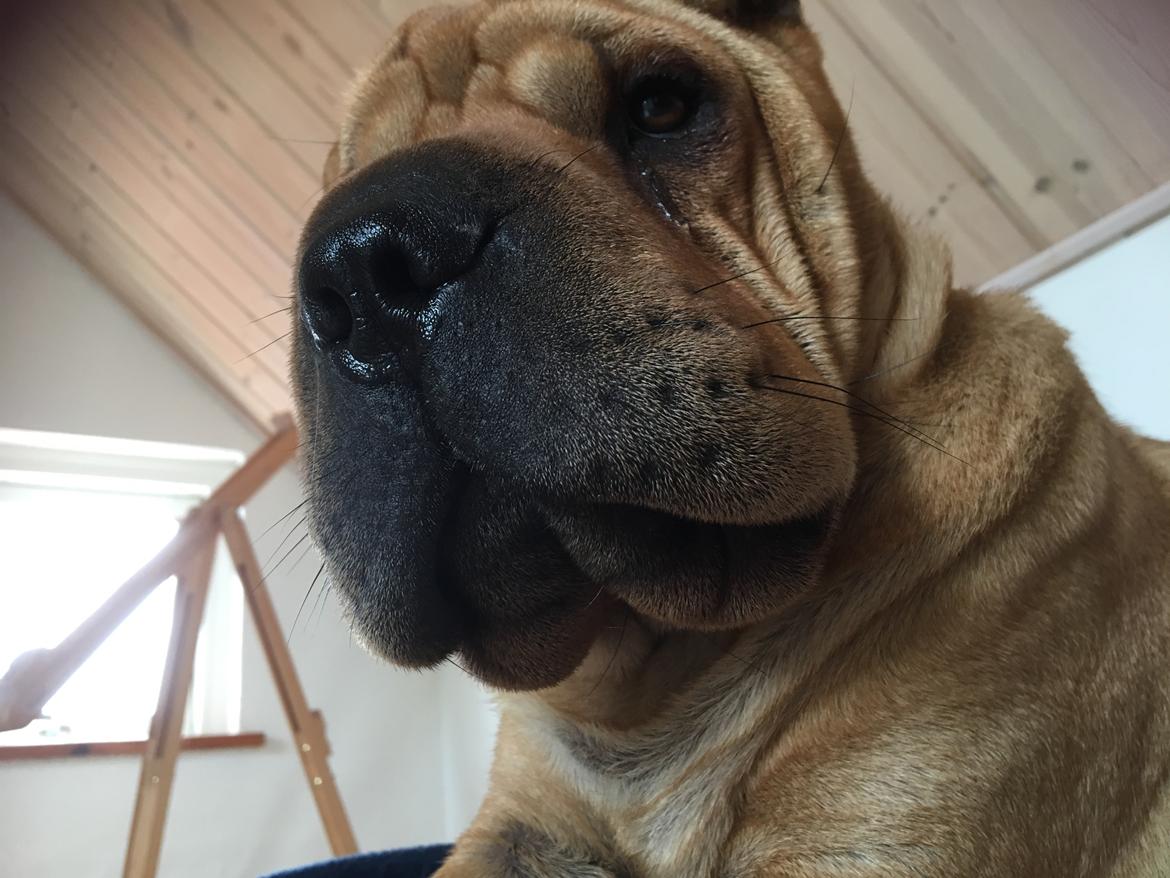 Shar pei Buller billede 20