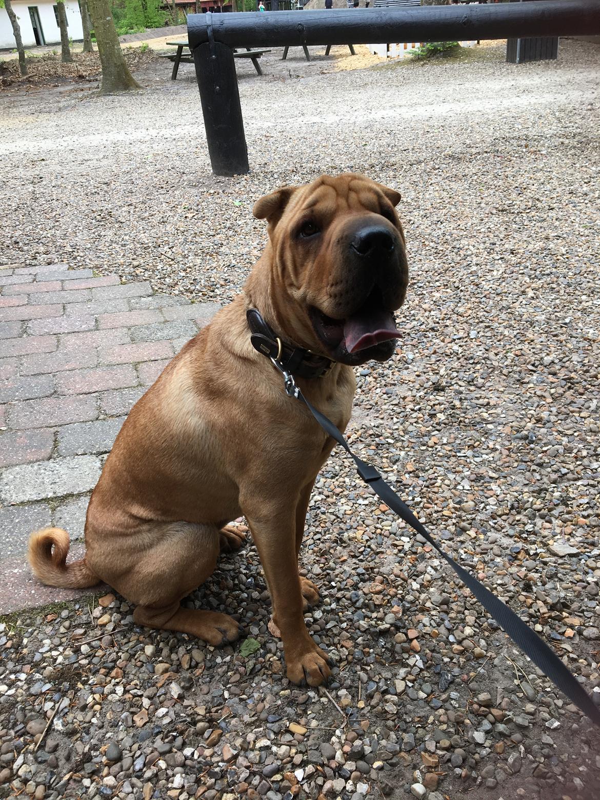 Shar pei Buller billede 21