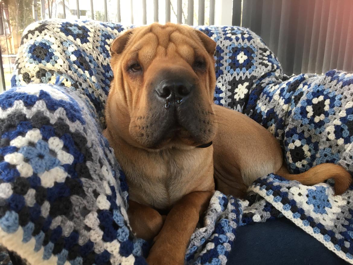 Shar pei Buller billede 19