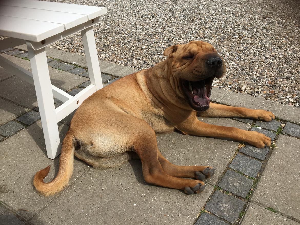 Shar pei Buller billede 22