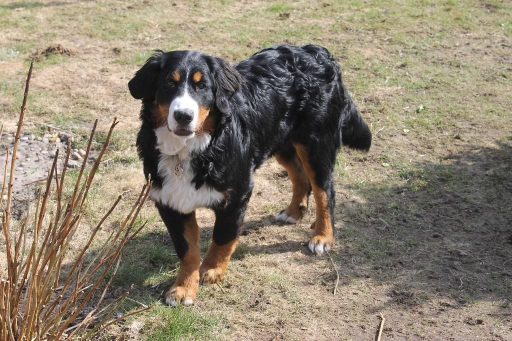 Berner sennenhund Mini billede 10