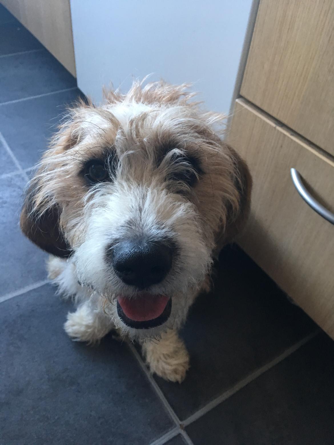 Blanding af racer Charlie billede 6