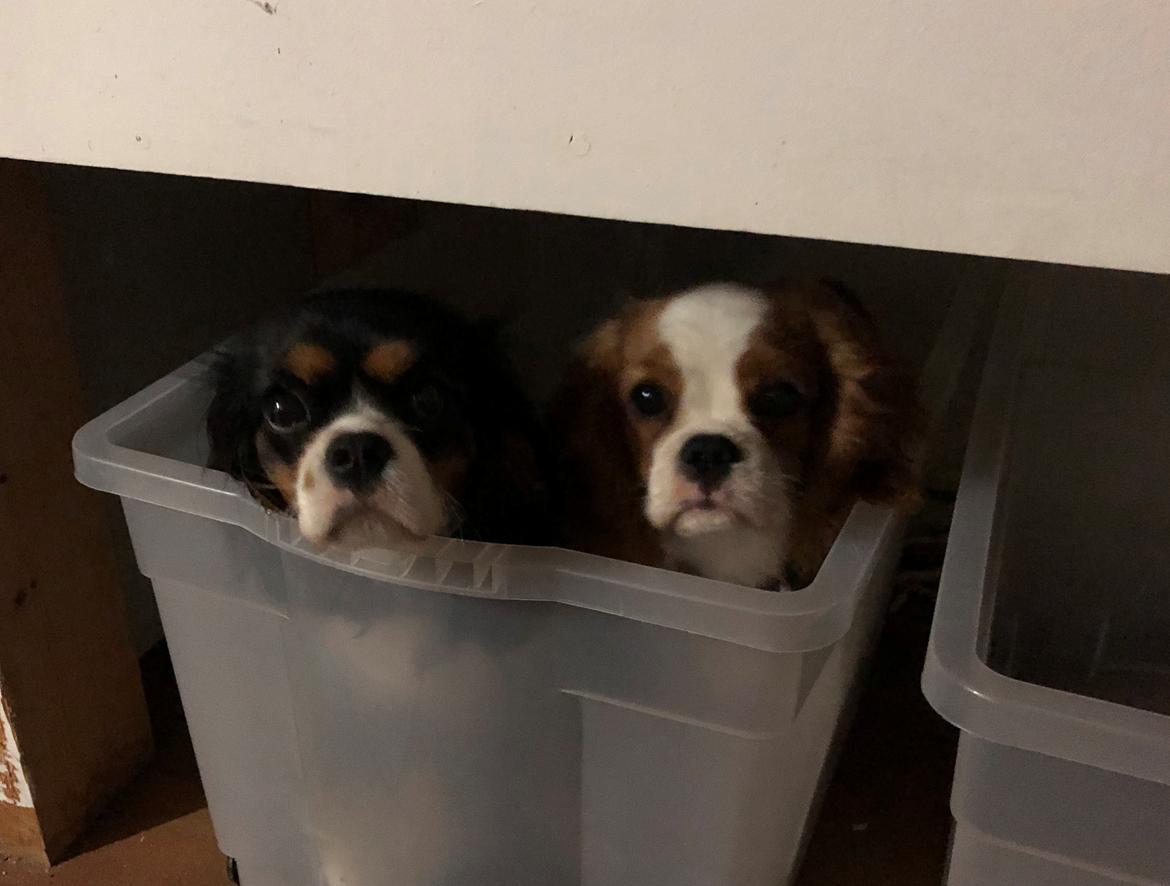 Cavalier king charles spaniel Liane's Tia Lucia billede 25