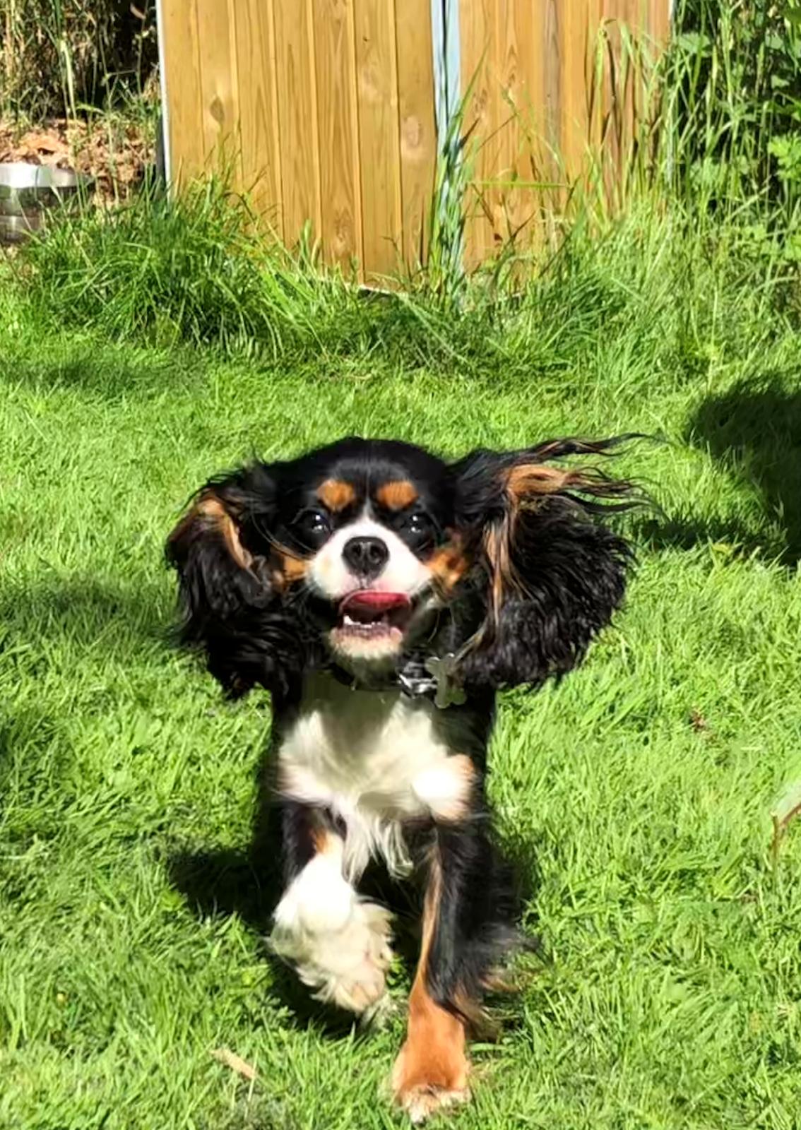 Cavalier king charles spaniel Liane's Tia Lucia billede 24