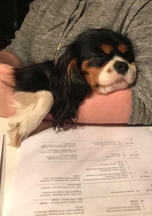 Cavalier king charles spaniel Liane's Tia Lucia billede 27