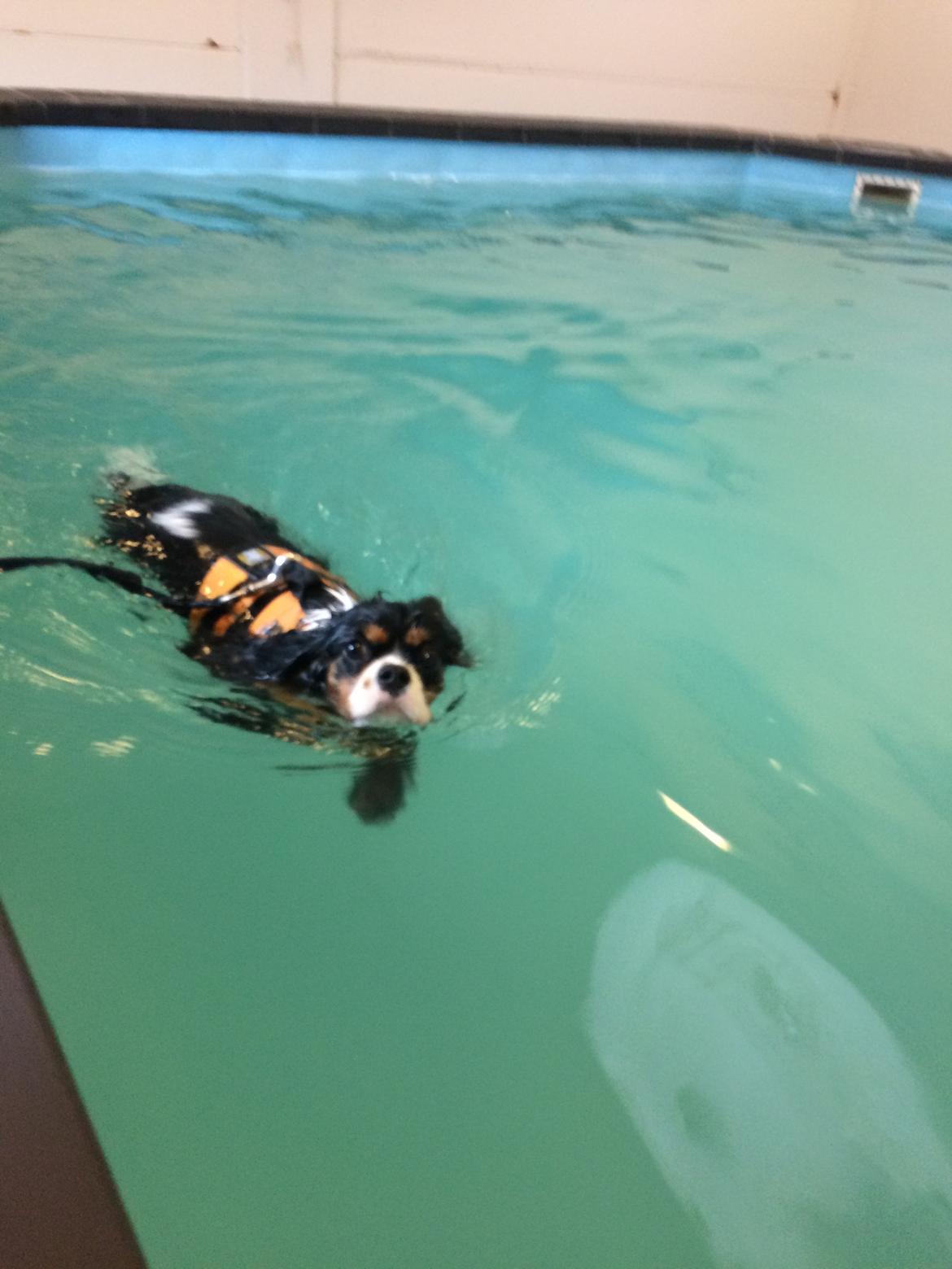 Cavalier king charles spaniel Liane's Tia Lucia billede 28