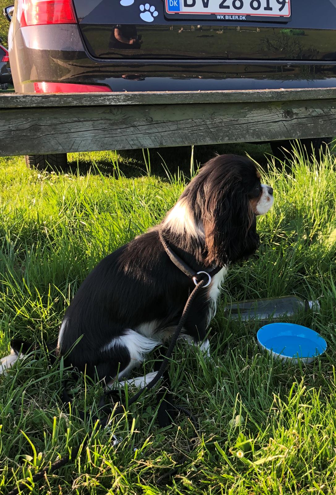 Cavalier king charles spaniel Liane's Tia Lucia billede 26