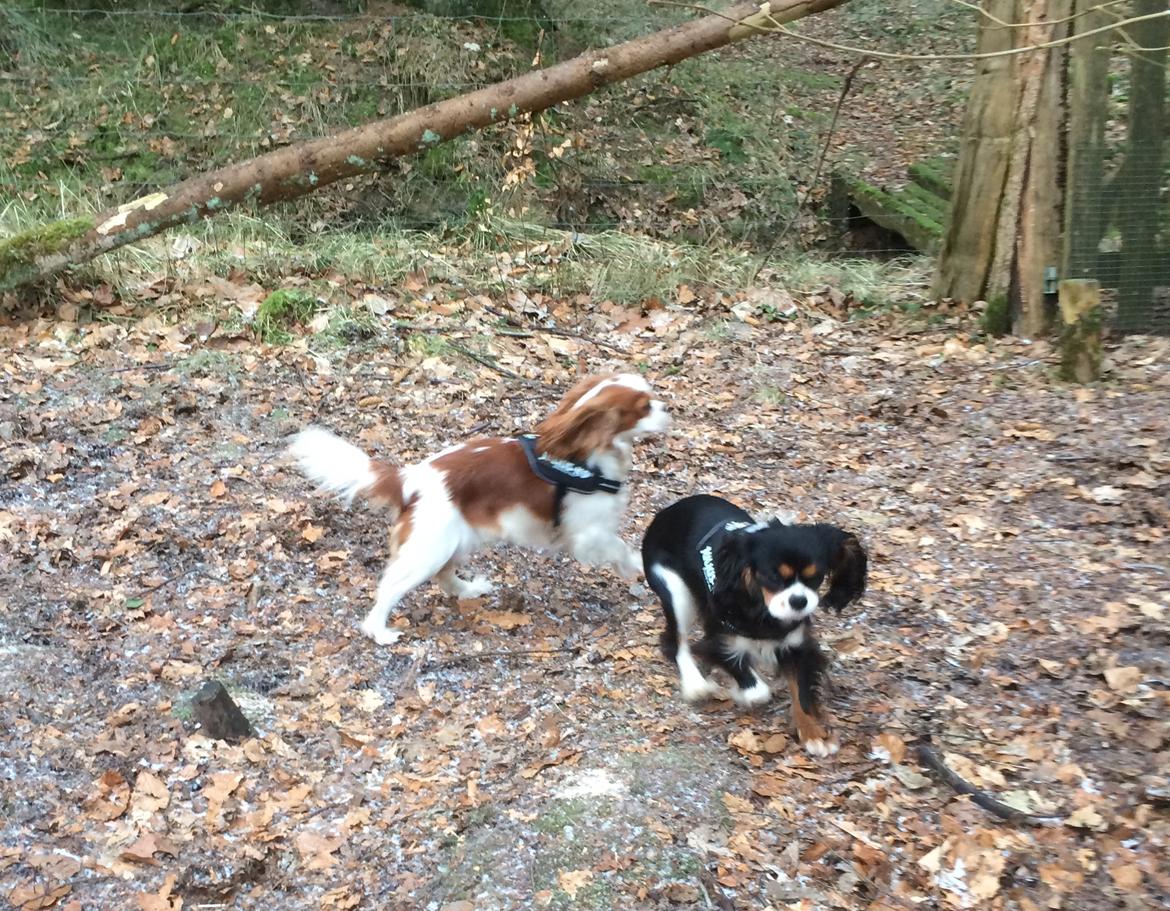 Cavalier king charles spaniel Liane's Tia Lucia billede 29