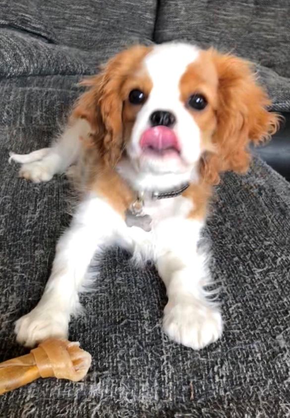 Cavalier king charles spaniel Liane's Yesterday (Yessi) billede 3