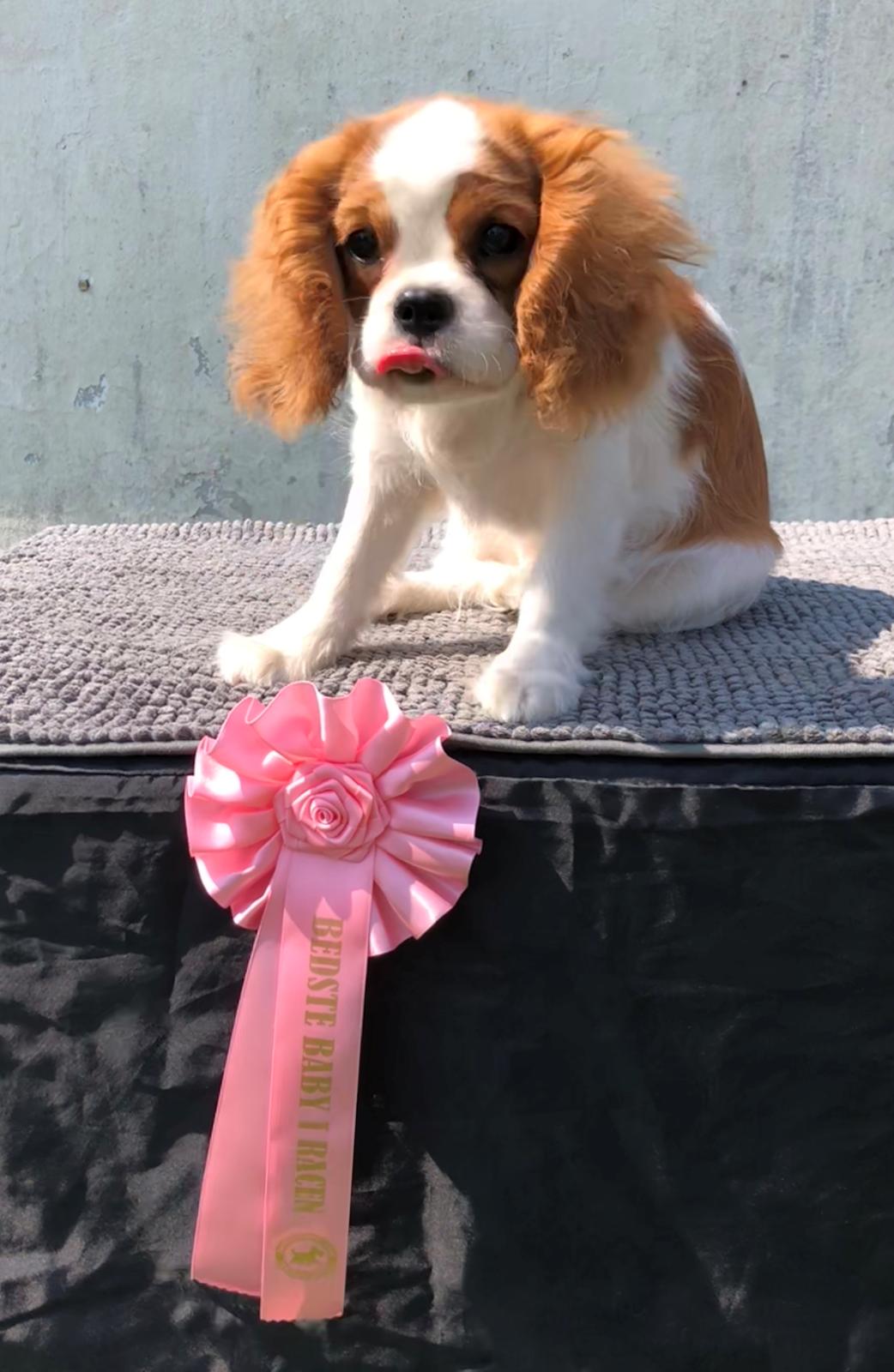 Cavalier king charles spaniel Liane's Yesterday (Yessi) billede 8