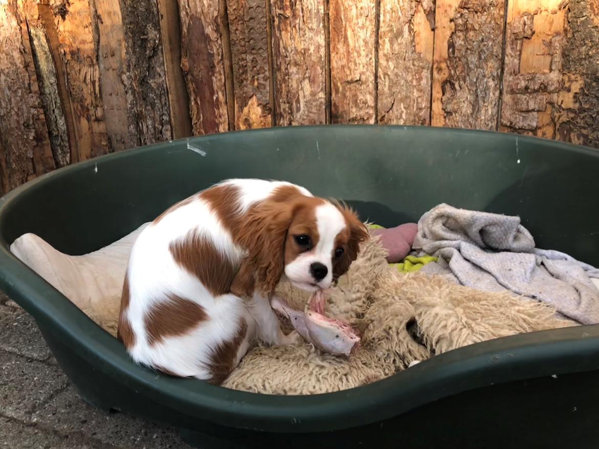 Cavalier king charles spaniel Liane's Yesterday (Yessi) billede 10