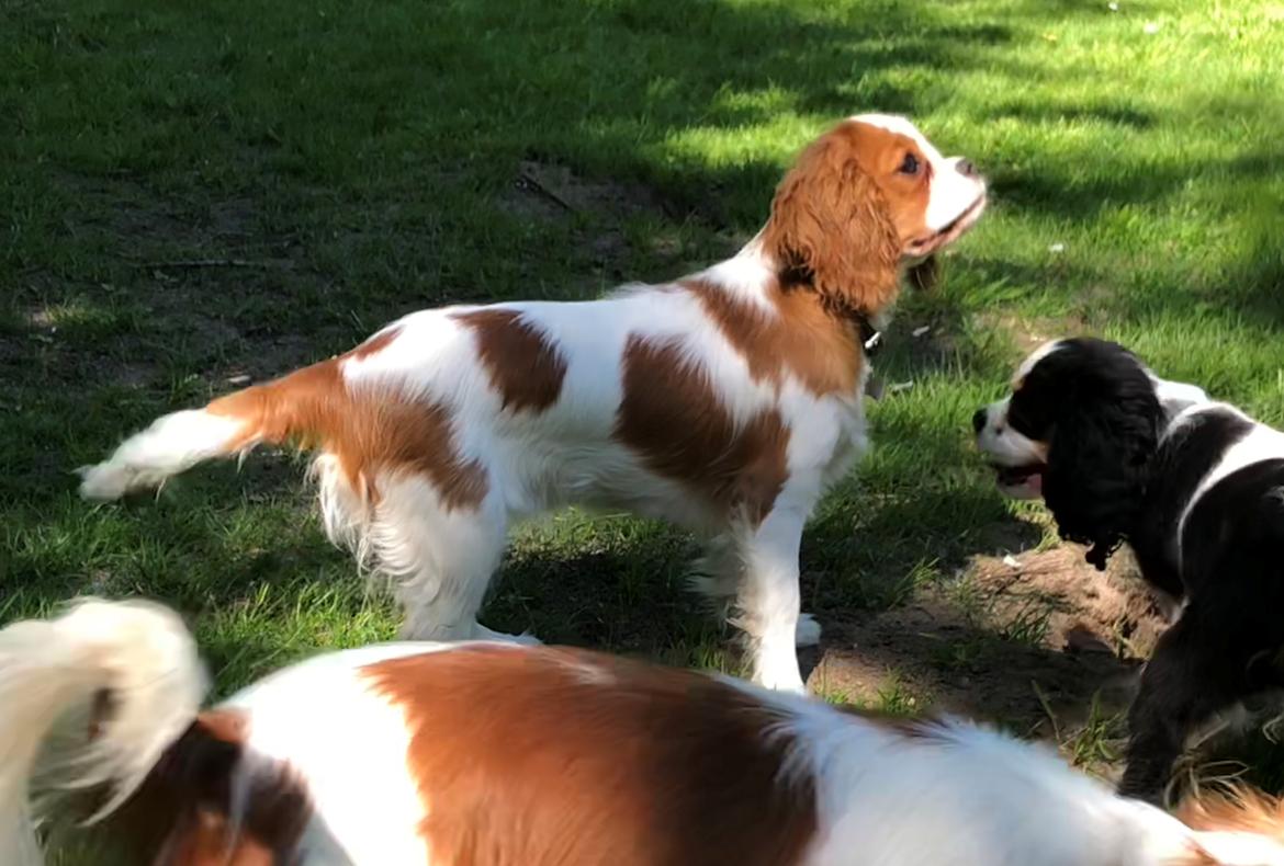 Cavalier king charles spaniel Liane's Yesterday (Yessi) billede 13