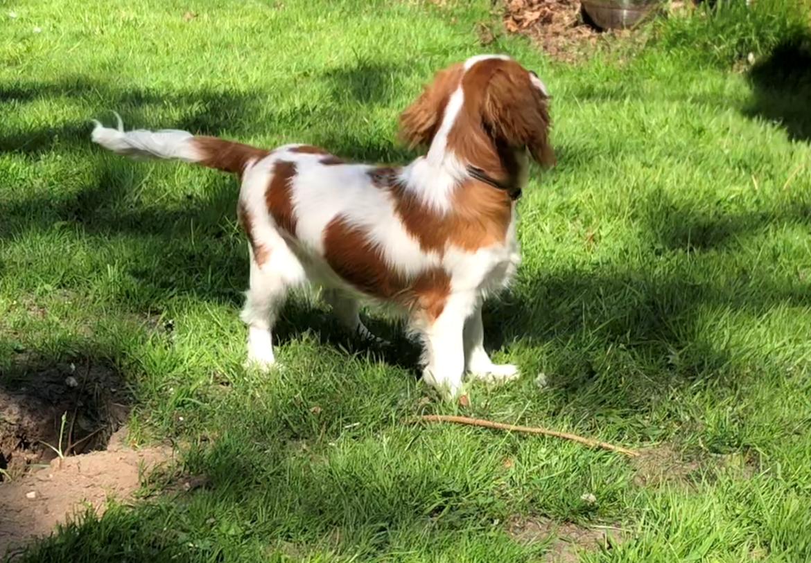 Cavalier king charles spaniel Liane's Yesterday (Yessi) billede 14