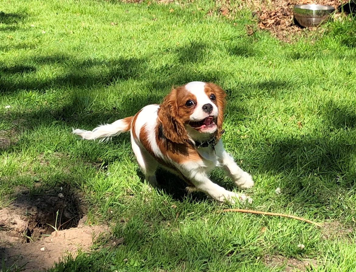 Cavalier king charles spaniel Liane's Yesterday (Yessi) billede 15