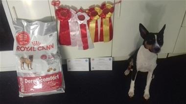 Rat Terrier Solgaards Baloo billede 6