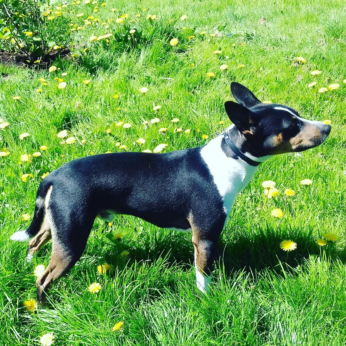 Rat Terrier Solgaards Baloo billede 16