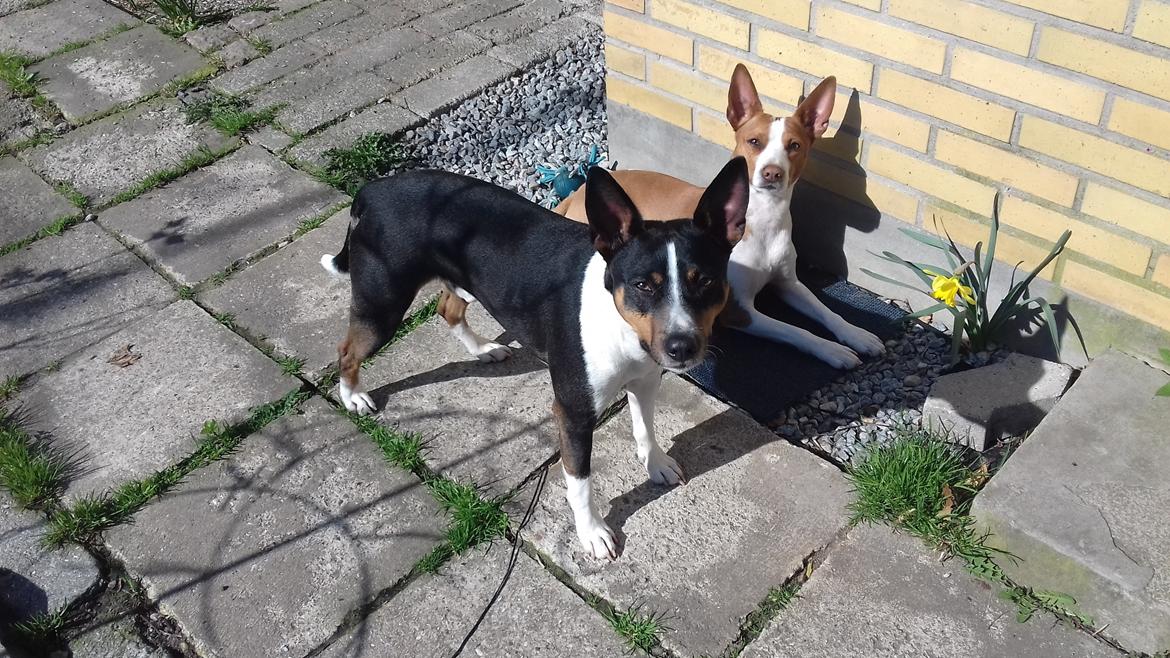 Rat Terrier Solgaards Baloo billede 12